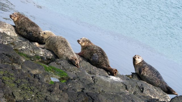 Grey Seals on Rathlin Island