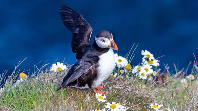 Rathlin Island Puffins