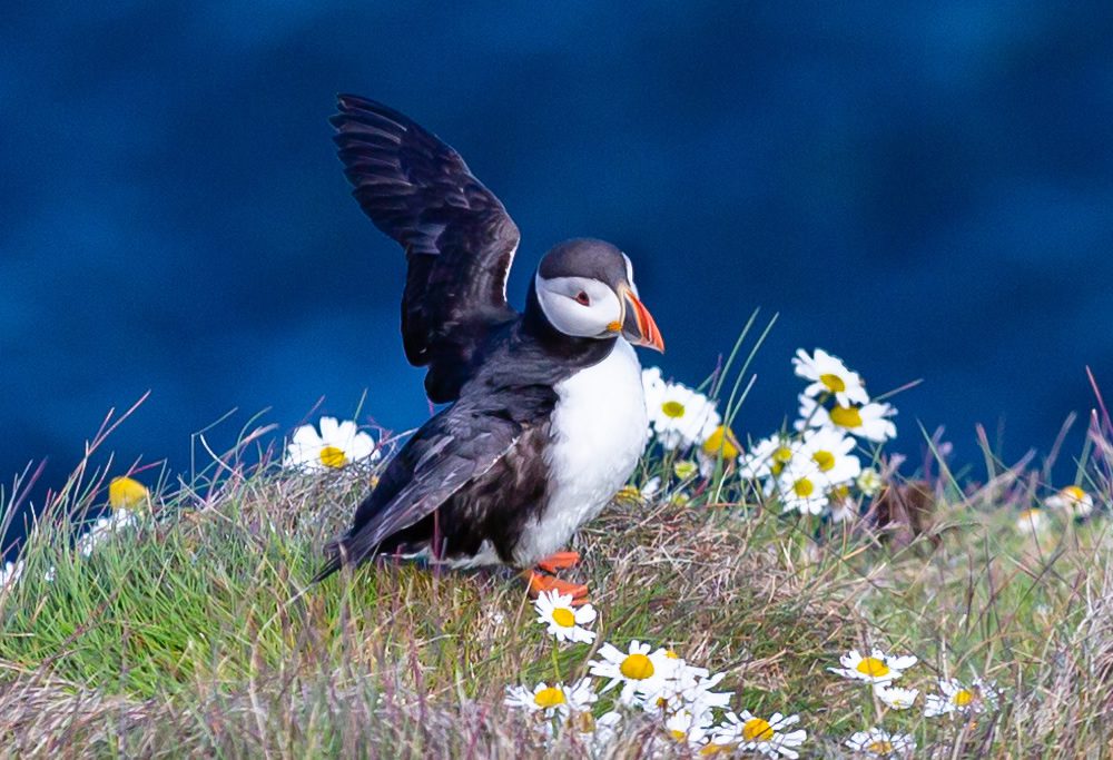 Rathlin Island Puffins