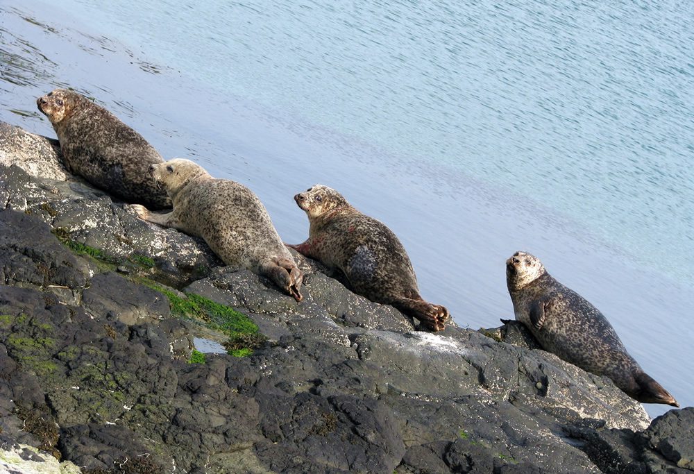 Grey Seals on Rathlin Island