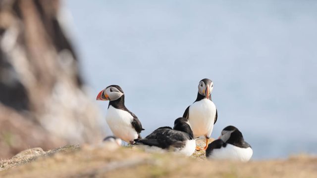 Puffins in June on Rathlin Island - Peak Viewing