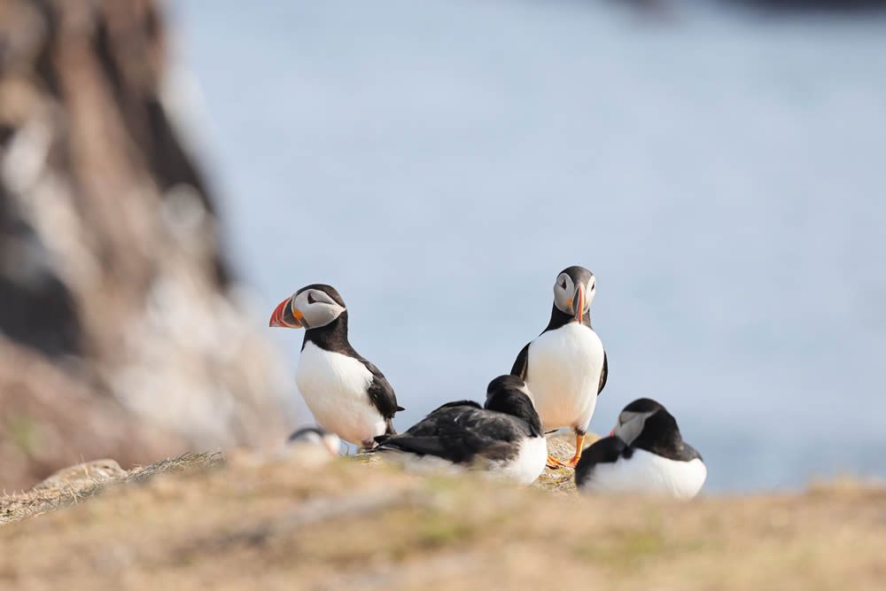 Puffins in June on Rathlin Island - Peak Viewing