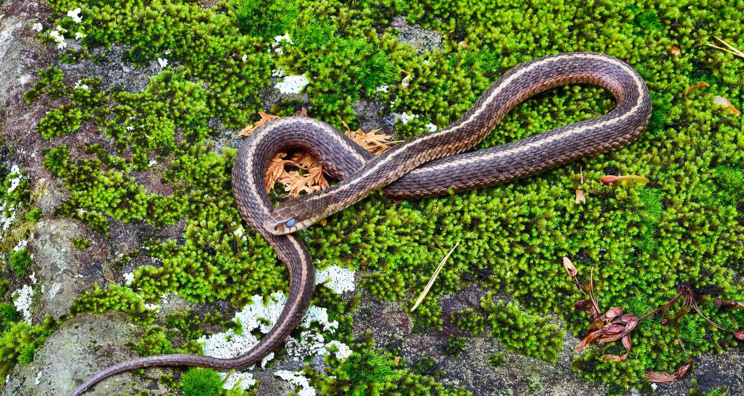 Snakes at Rathlin Island