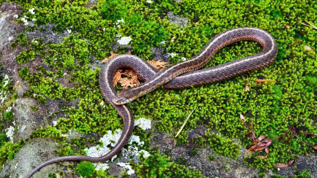 Snakes at Rathlin Island